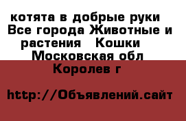котята в добрые руки - Все города Животные и растения » Кошки   . Московская обл.,Королев г.